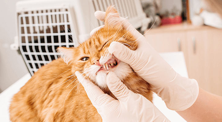 An orange cat has its teeth examined