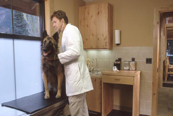Dr. Bob examines a dog